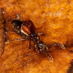 Batrisodes adnexus